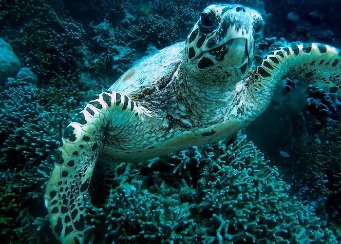 Coba Belize Botel